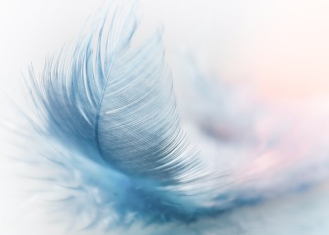 Sponchia Feather Pixabay